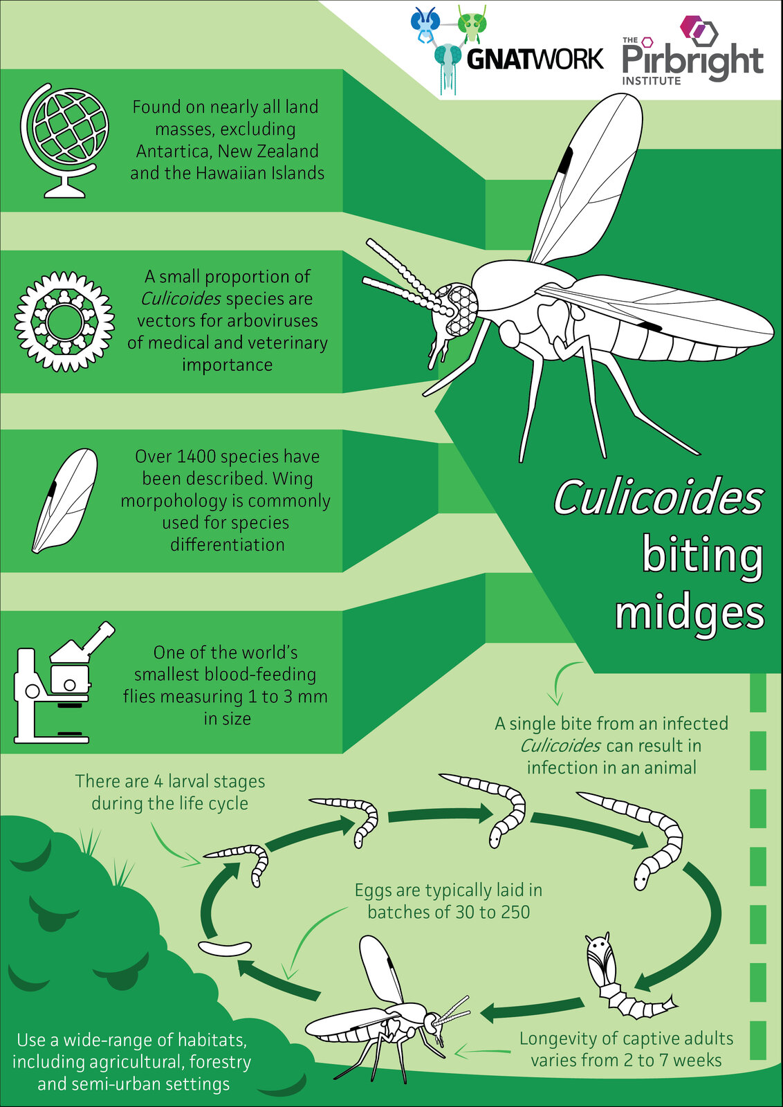 Biting midge fact sheet GNATWORK