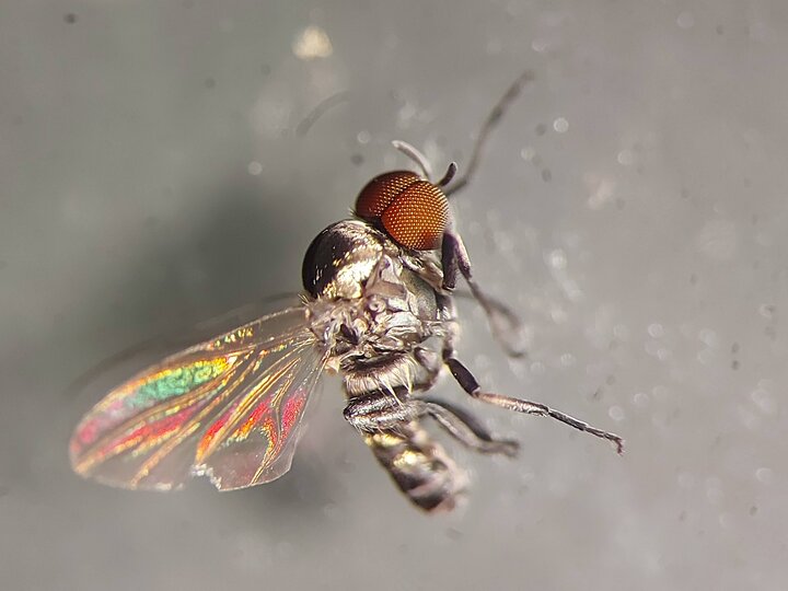 Blackfly 1 - Male