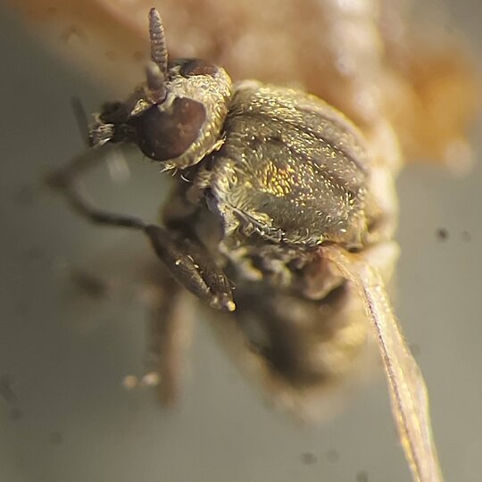 Blackfly 5