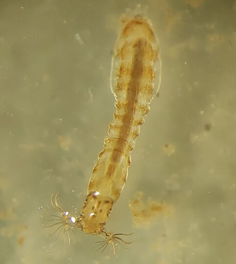 Blackfly Larvae 1