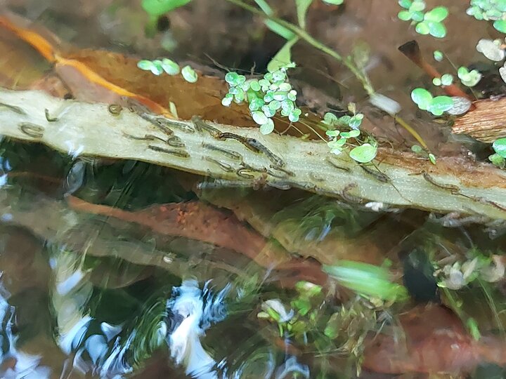 Blackfly Larvae 3