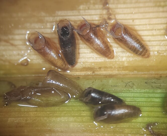 Blackfly Pupae 1