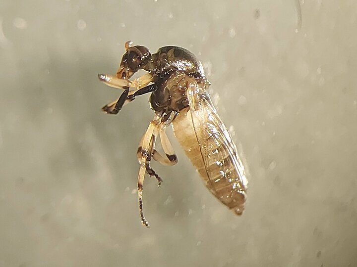 Blackfly 7 - Female