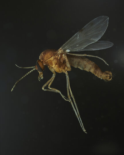 Culicoides Biting Midge 1 - by Levon Biss