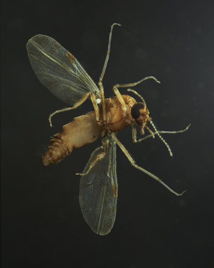 Culicoides Biting Midge 2 under - by Levon Biss