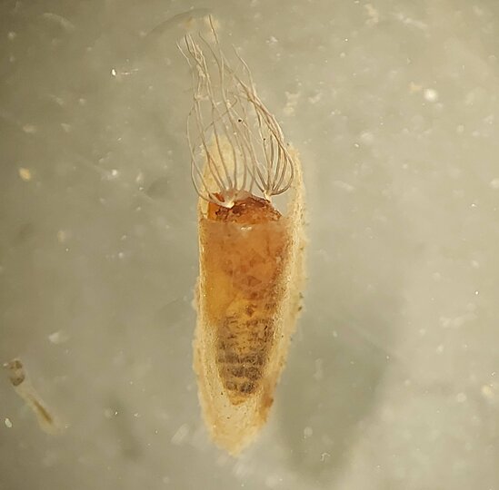 Blackfly Pupae 5