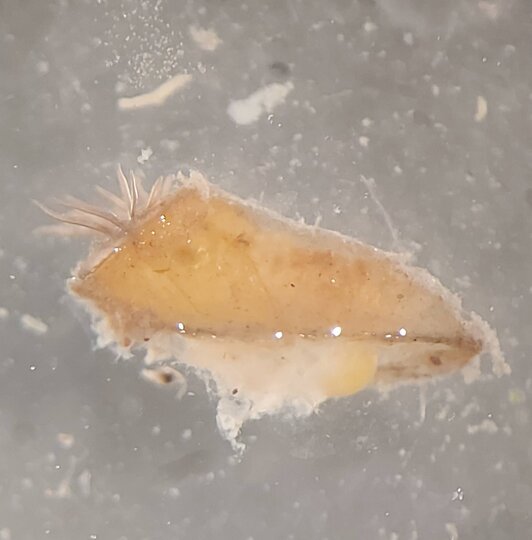 Blackfly Pupae 6