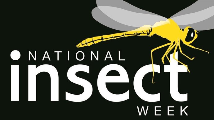 National Insect Week
