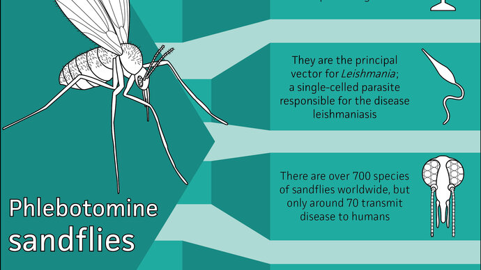 Sandfly fact sheet