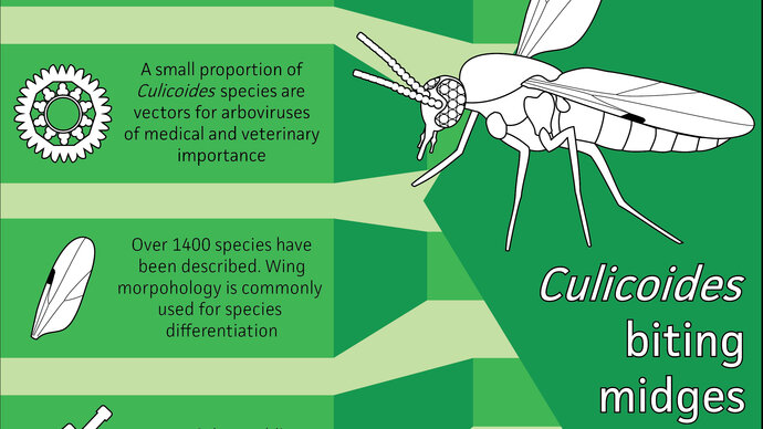 Biting midge fact sheet