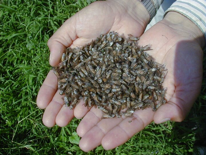 Typical daily catch of horse flies.