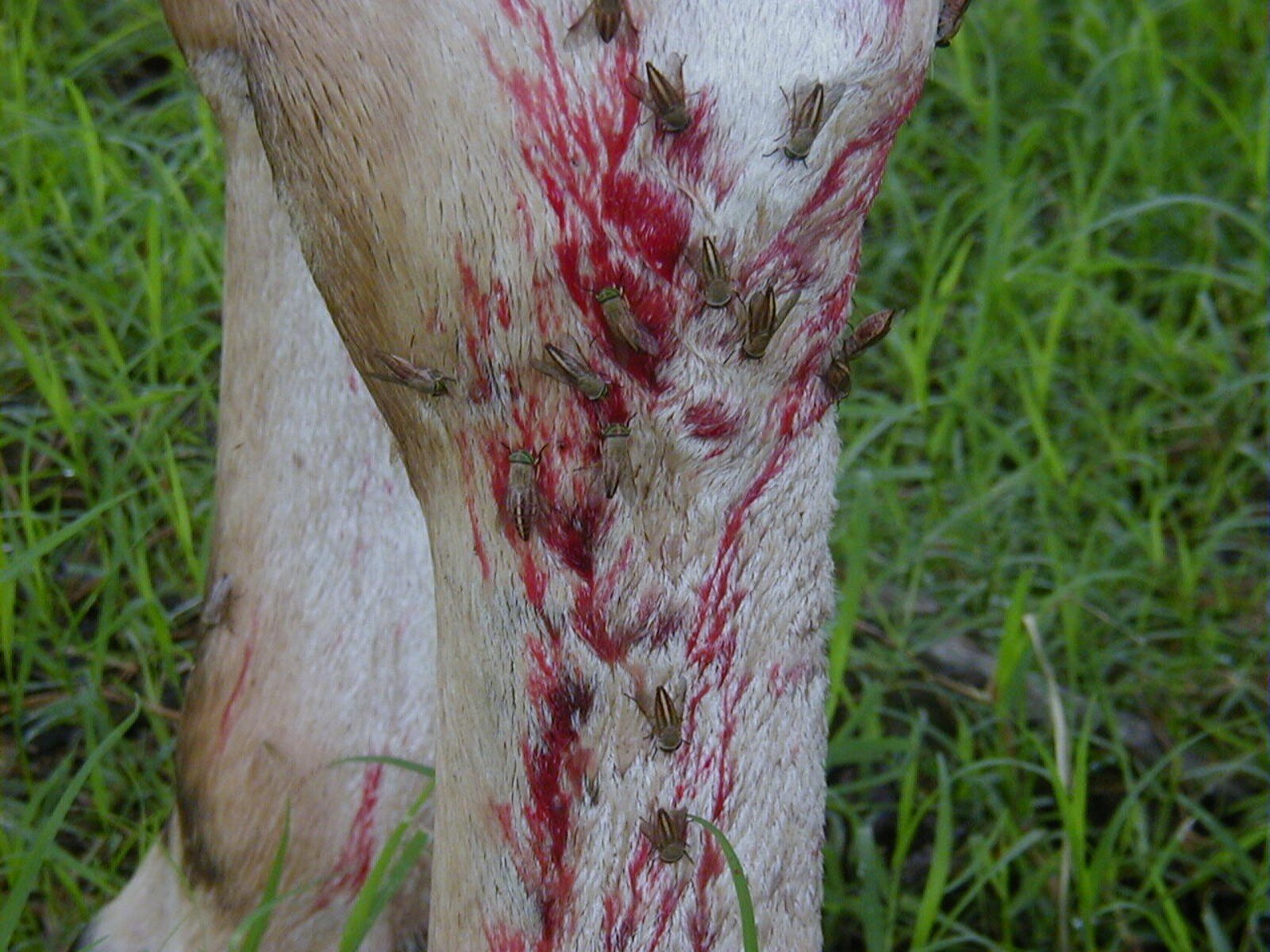 Tabanus occidentalis (Tabanidae) feeding on cattle leg.