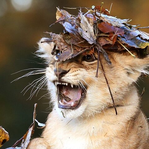 Karis, an eleven week old lion cub, plays in fallen leaves brushed up by keepers in her enclosure at Blair Drummond